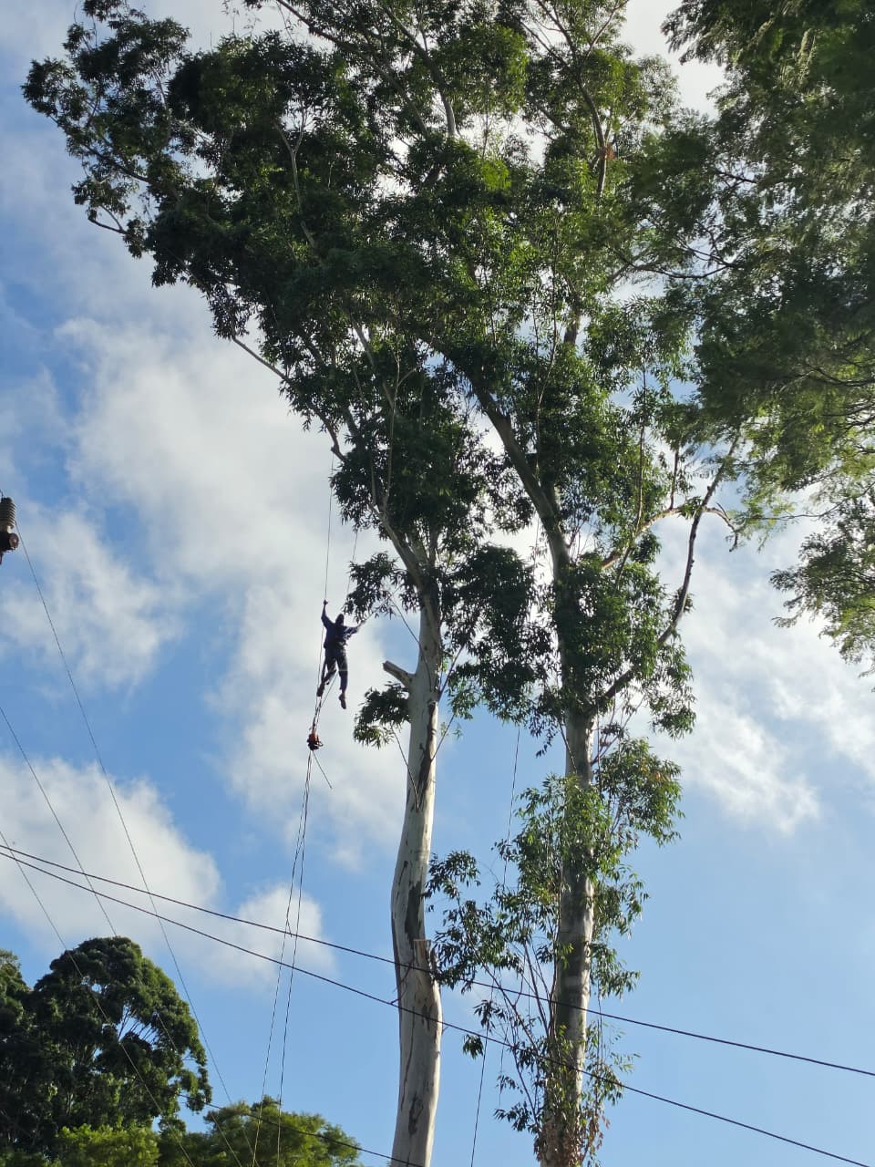 Rapid Tree Felling specialist working at height