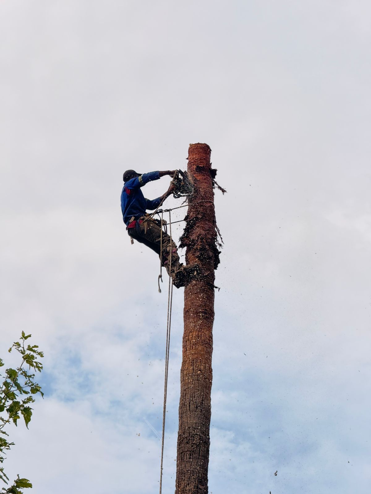 Rapid Tree Felling specialist removing a palm tree