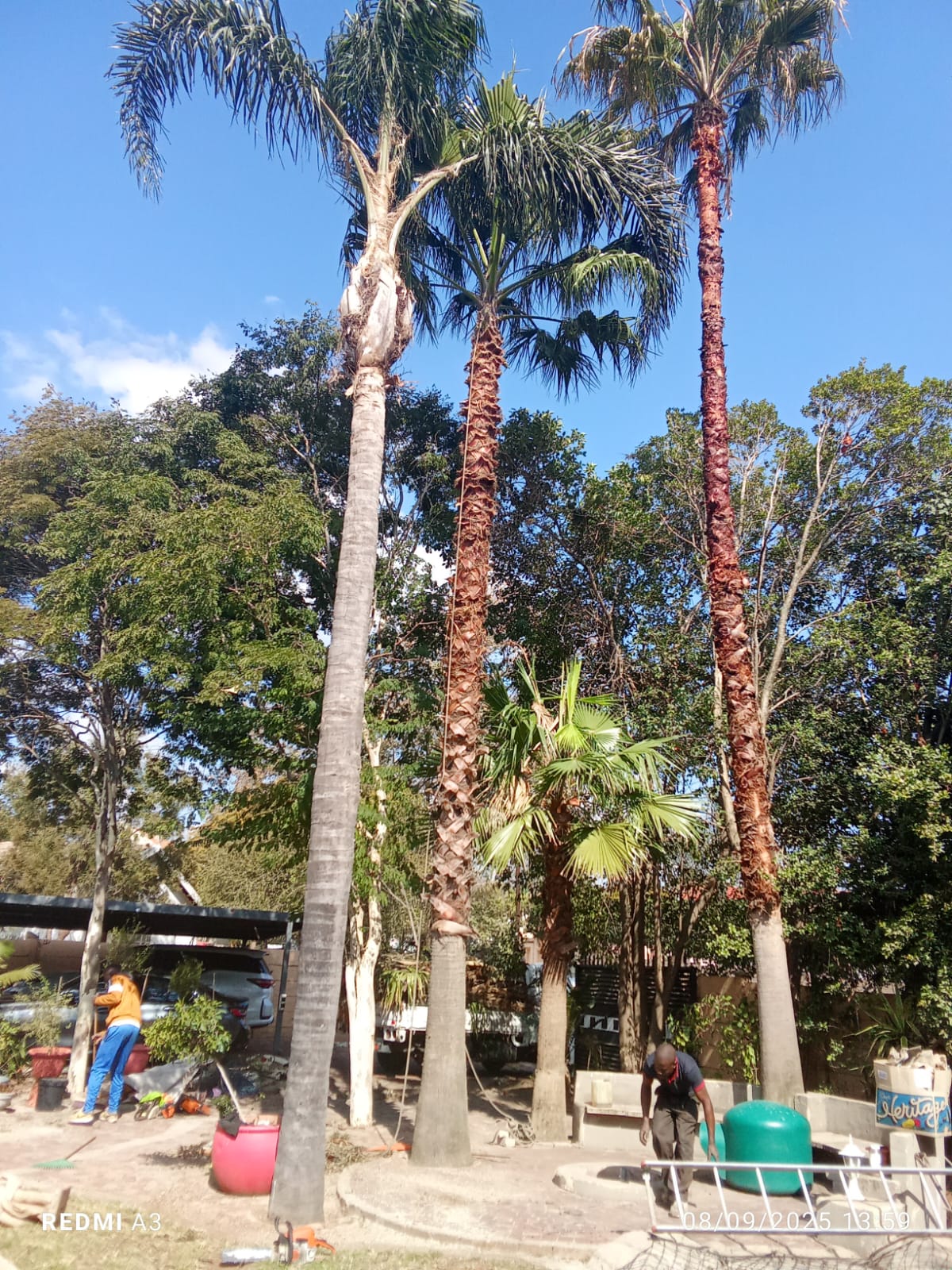 Palm tree maintenance