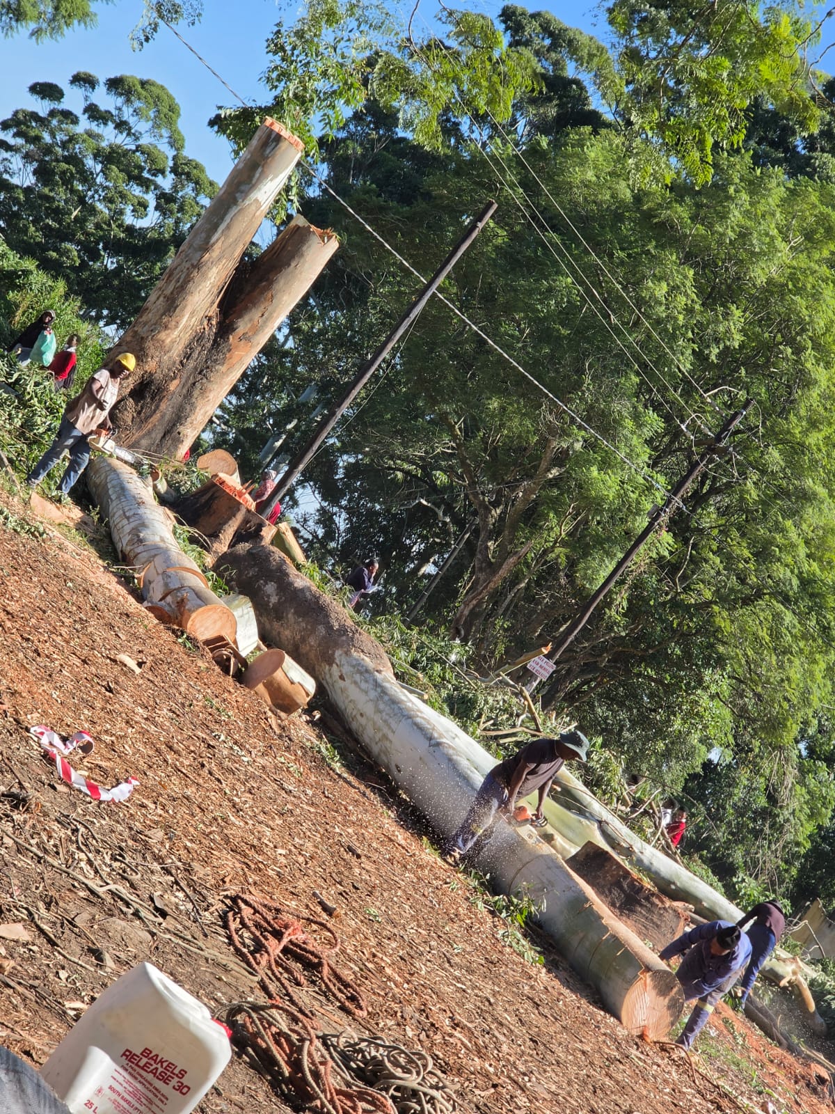 Tree cutting team